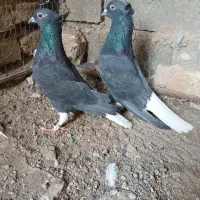 کفتر،نرماده آس|پرنده|تربتحیدریه, بی بی حسنیه|دیوار