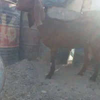 بز نسل دار تازه آبستن یک یک ونیم ماهش هس|حیوانات مزرعه|سیب و سوران, |دیوار