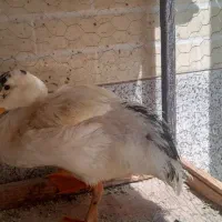اردک سرحال