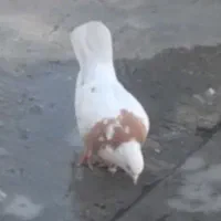 کفتر طوق|پرنده|جوانرود, |دیوار