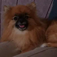 سگ پامر گمشده|حیوانات|گلپایگان, |دیوار