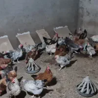 مرغ تخمگذار|حیوانات مزرعه|کاشمر, |دیوار