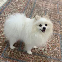 پامرانین جذاب