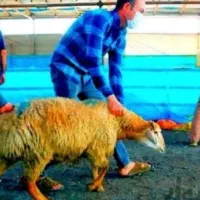 تضمین شده نر شیشک ماده گوسفند زنده نصف و نصف