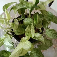 پتوس مرمری و پاندانوس ابلغ سطل و سایز بزرگ