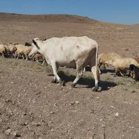 گاو|حیوانات مزرعه|ارشق, |دیوار