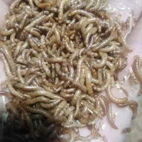 کرم میلورم زنده و خشک