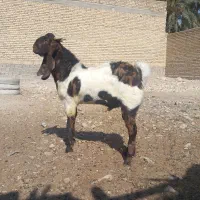 کهره چبش بز تکاوری|حیوانات مزرعه|شیراز, اصلاح‌نژاد|دیوار