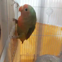 طوطی برزیلی ۵ ماهه نر