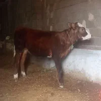 گوساله سیمیتال