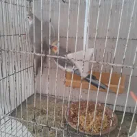 معاوضه|پرنده|مشهد, رده|دیوار