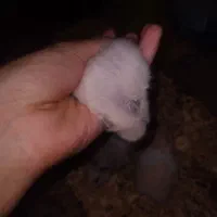 همستر خرگوش|موش و خرگوش|کرمانشاه, |دیوار