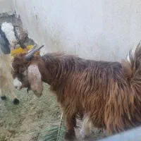 کهره نر|حیوانات مزرعه|علامرودشت, |دیوار