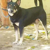 سگ ژرمن نر