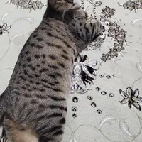 گربه گمشده