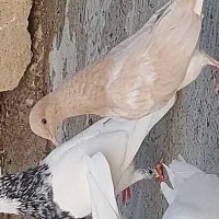 گمشده کبوتر طلایی هندی