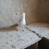 دوتاکبوترماده شازده وپشدار ویک عددنرهما