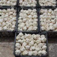 سیر درشت مخصوص بذر ومعارف خانگی