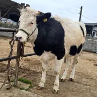 تلیسه سیمینتال ۷ ماه شکمدار (تلقیح سیمینتال شده)