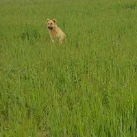 سگ گمشده|حیوانات|اردبیل, |دیوار