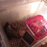 طوطی گرینچیک|پرنده|خوی, |دیوار