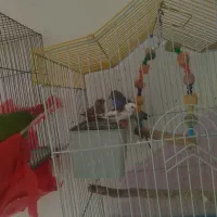 مرغ عشق و فنج