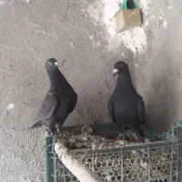 ۵تاجوانه گرفتنی