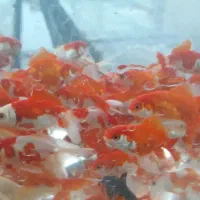 بچه ماهی کپور و آمور و غیره....|ماهی|اصفهان, الهیه|دیوار