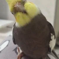 عروس هلندی گمشده