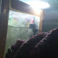 آکواریوم باماهی گوپی