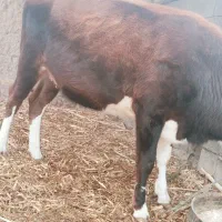 کوک بهای خوب|حیوانات مزرعه|بیرک, |دیوار