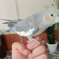 عروس هلندی|پرنده|خسروشاه, |دیوار