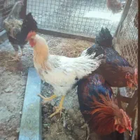 خروس دونه ۲۷۰