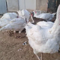 بوقلمون سفید ارگانیک