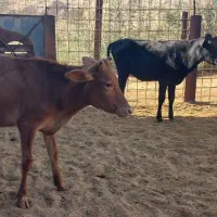 فروش دو عدد گوساله