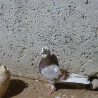 کفتر پرشی اصل نقط