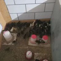 جوجه محلی|حیوانات مزرعه|اهواز, غیزانیه|دیوار