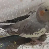 عروس هلندی ماده|پرنده|تربت جام, یحیی آباد|دیوار