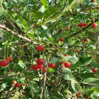 باغ سرسبز در مجموعه باغ تاج محل زیر قیمت کارشناسی|فروش خانه و ویلا|شیراز, ملاصدرا|دیوار