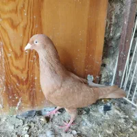 کبوتر گرفتنی