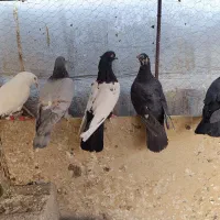 کبوتر تبعیدی