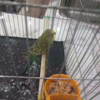 مرغ عشق ماده