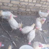 مرغ تخمی