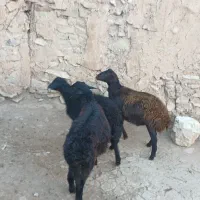 سه عدد برره نر