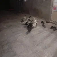 اردک نر ماده