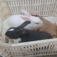 خرگوش نروماده