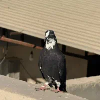 کفتر|پرنده|بندرعباس, |دیوار