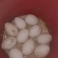 تخم غاز نطفه دار