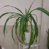 گل سوسن و سانسوریا