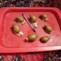فروش حلزون|خزنده|شیراز, فضل‌آباد|دیوار